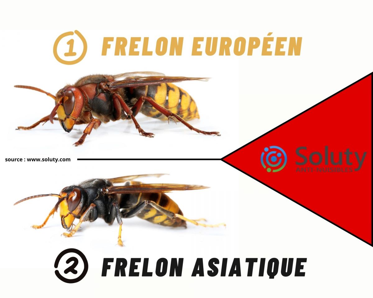 frelon asiatique et frelon européen