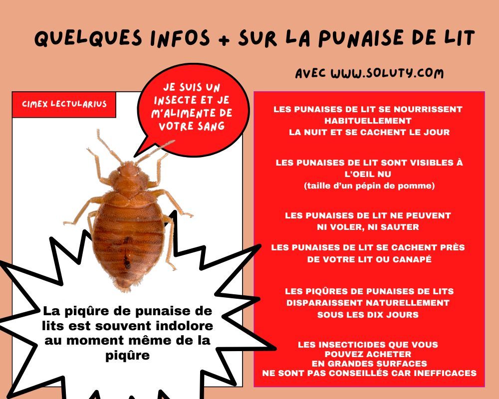 informations générales sur les punaises de lit