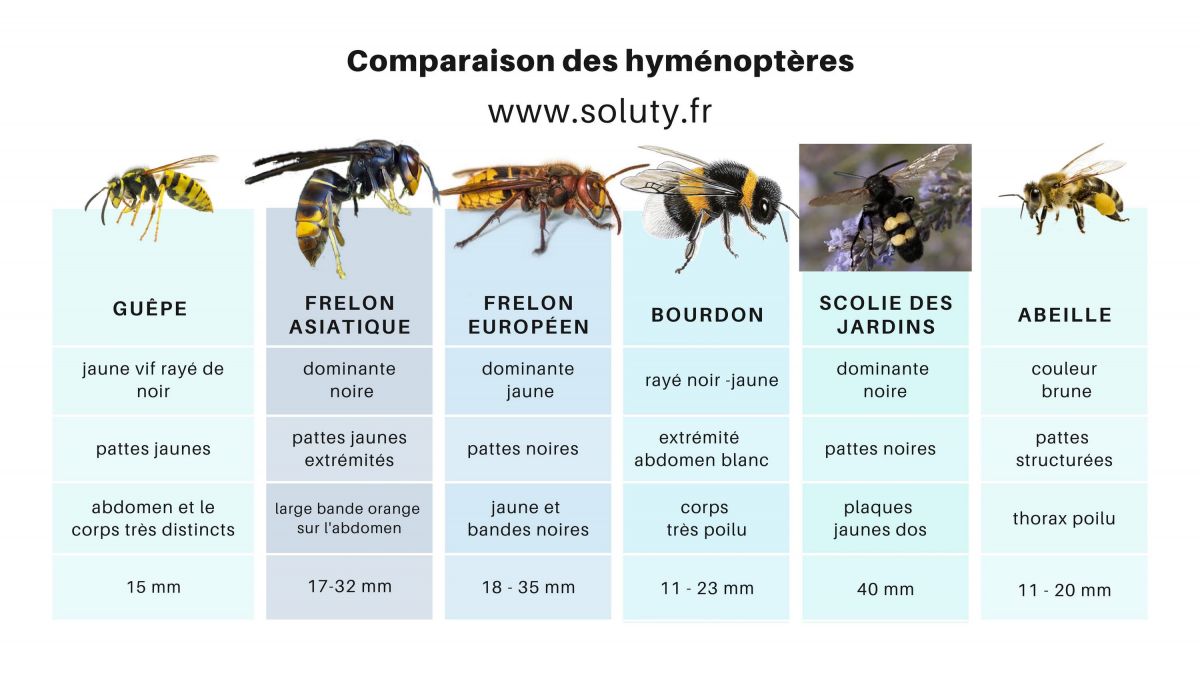 comparaison des différents hyménoptères frelons- abeilles- guêpes et bourdons