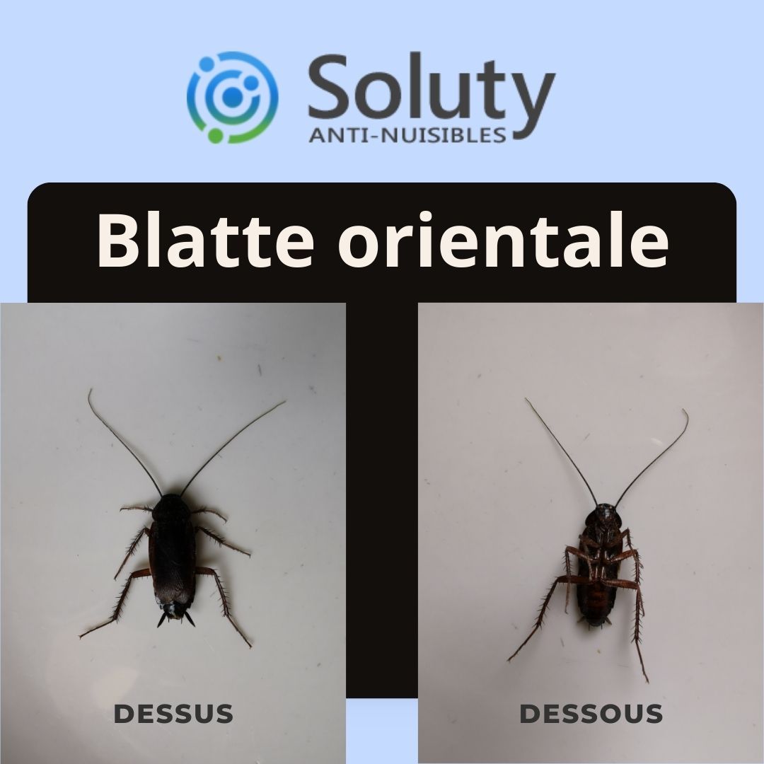 la blatte orientale