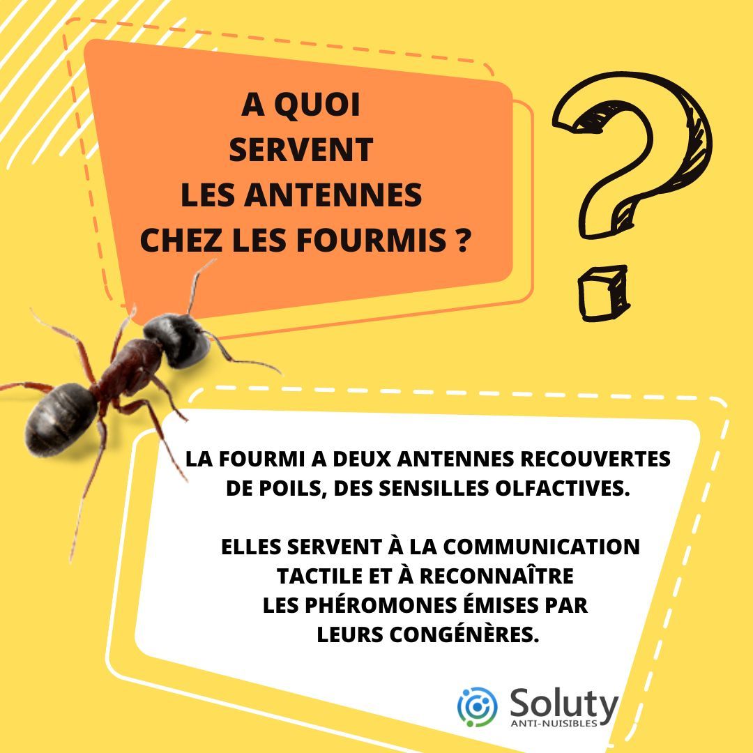 A quoi servent les antennes chez les fourmis  