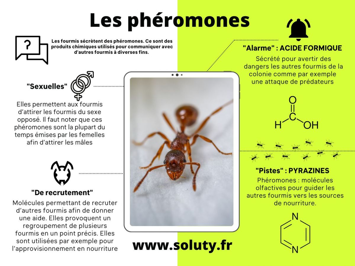 Les phéromones chez les fourmis fr