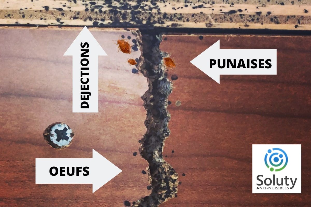 Désinsectisation et élimination des punaises des lits à Lons-le-Saunier 