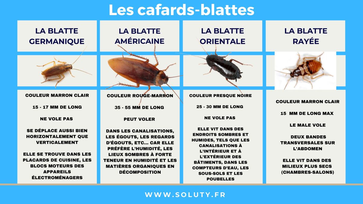 Les espèces de cafards en France