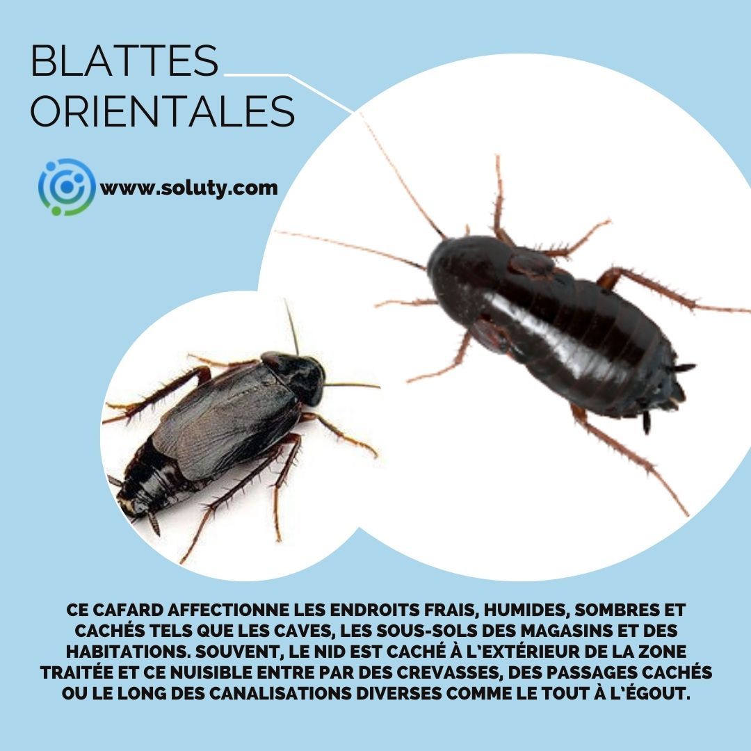 la blatte orientale,