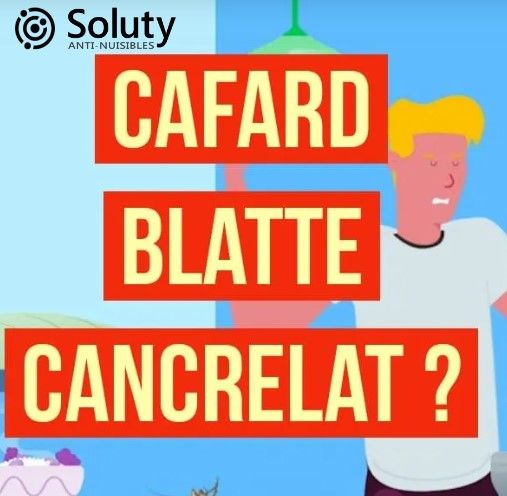 blatte cafard ou cancrelat jpg