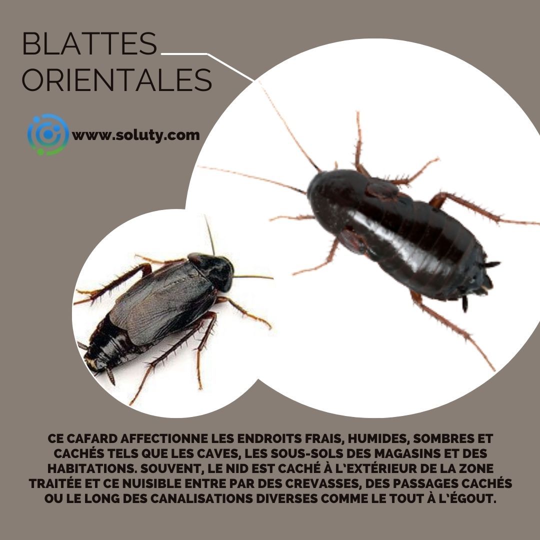 la blatte orientale,