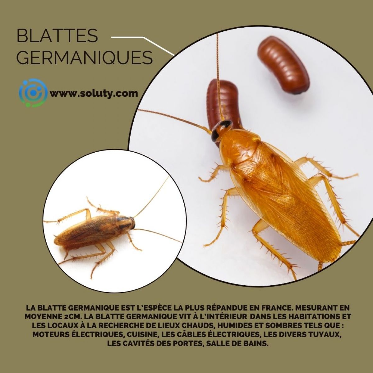 Blatte germanique Identification, Prévention et Extermination SOLUTY