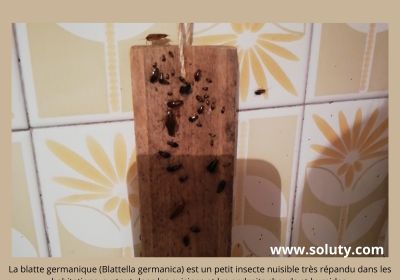 La blatte germanique blattella germanica est un petit insecte nuisible 1