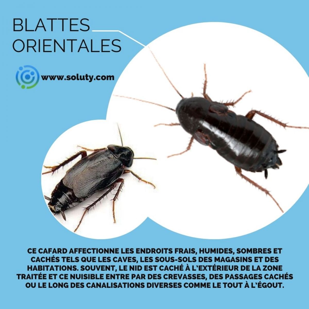 Blatte orientale Identification, Prévention et Extermination SOLUTY