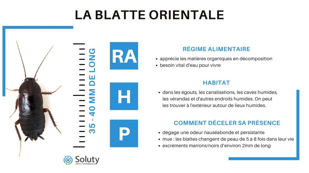 infographie sur la blatte orientale 