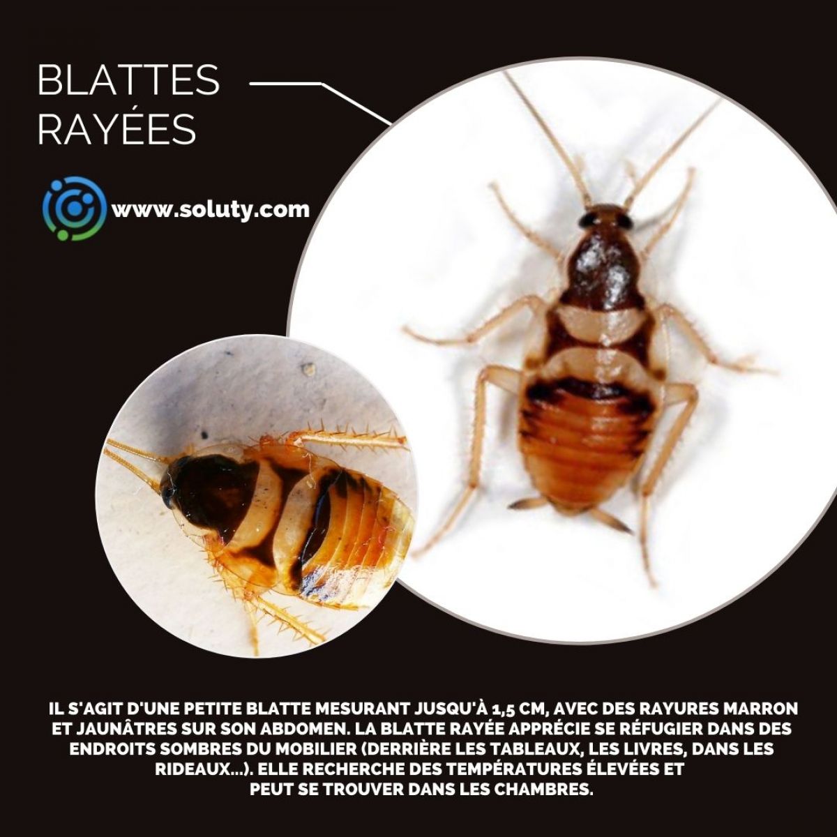 Blatte rayée = cafard à bandes brunes = blatte des meubles SOLUTY