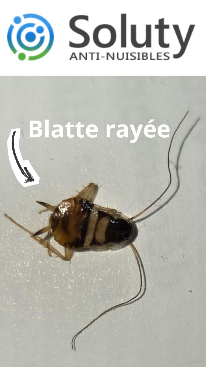 La blatte rayée (Supella longipalpa)