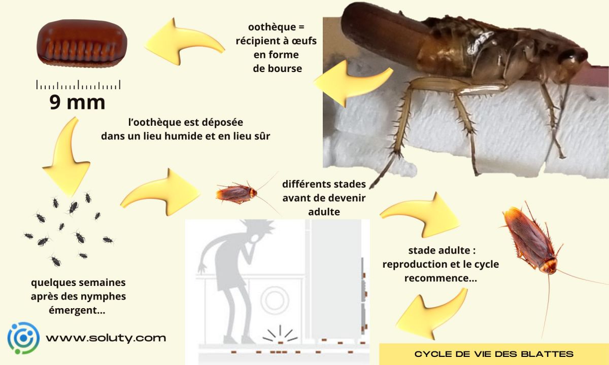 Cycle de vie de la blatte rayée 