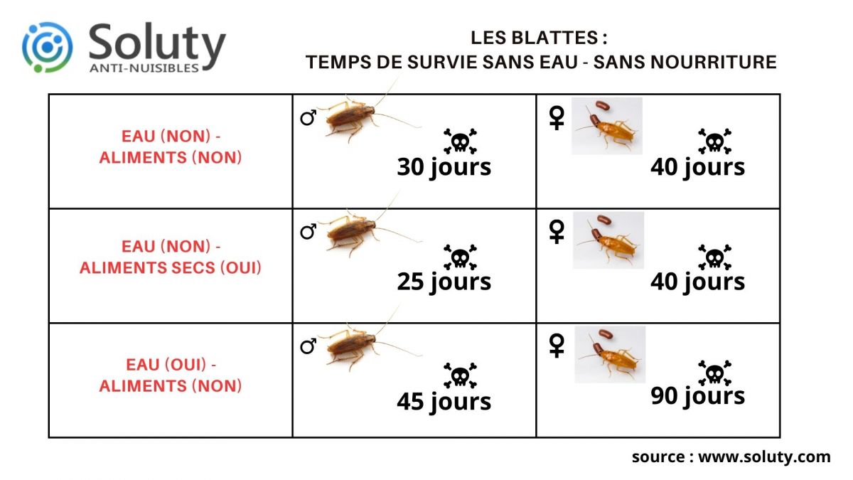 Temps de survie des blattes sans eau ni alimentation ?