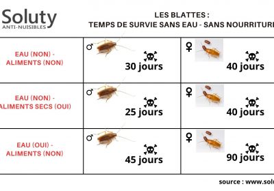 Les blattes temps de survie sans eau sans nourriture 3