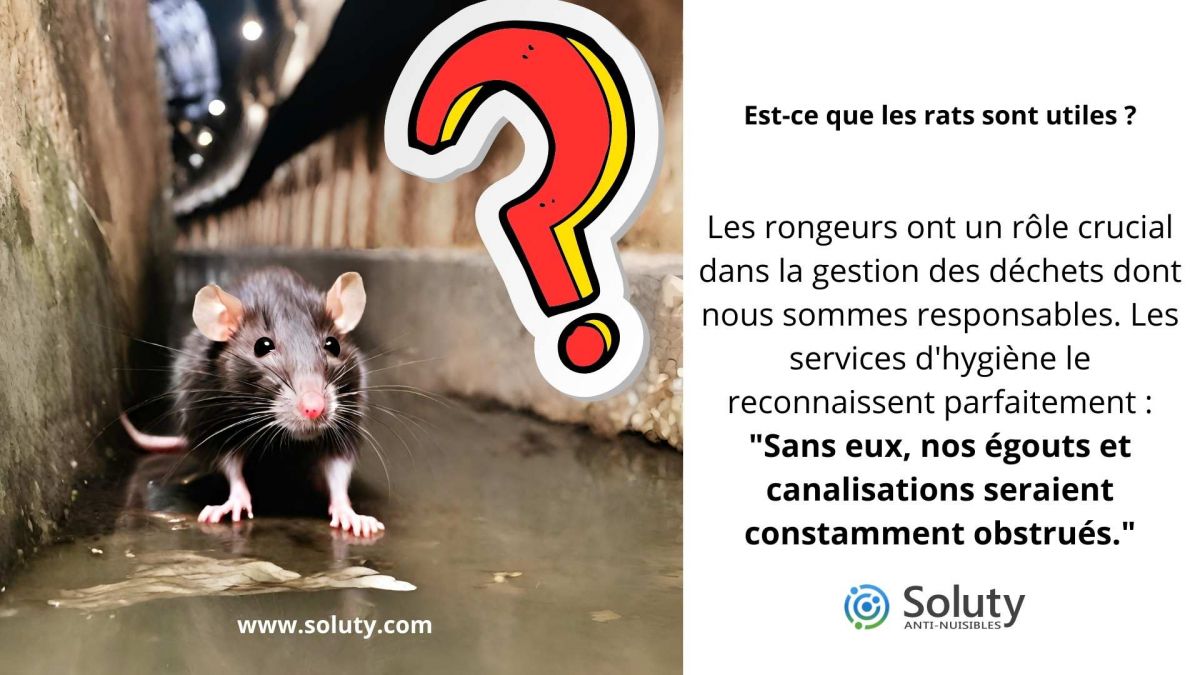 Est-ce que les ultrasons sont efficaces contre les rats ? Oui !