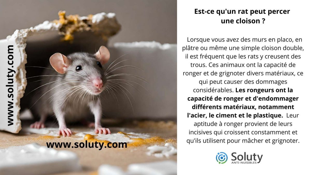 Est-ce qu'un rat peut percer une cloison ?