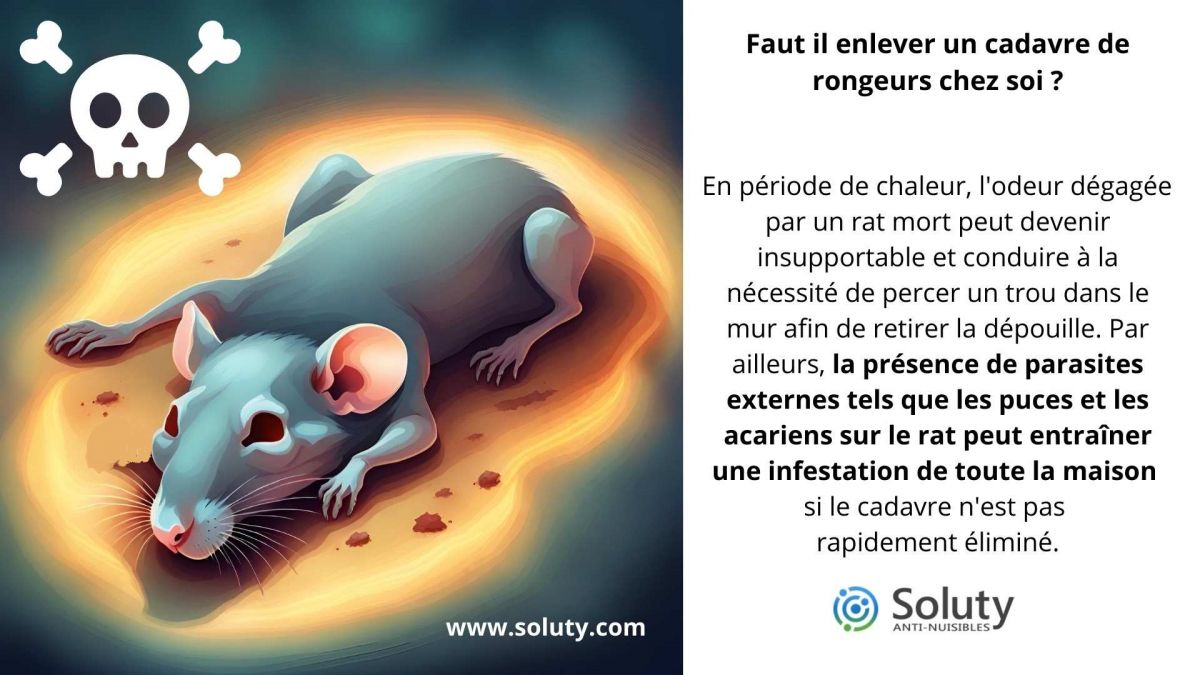 Faut il enlever un cadavre de rongeurs chez soi ?