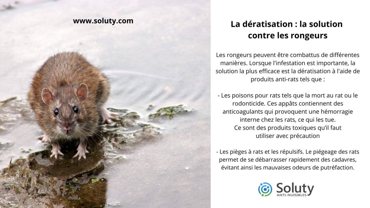 Dératisation : Conseils, Prévention et Traitements en images - SOLUTY