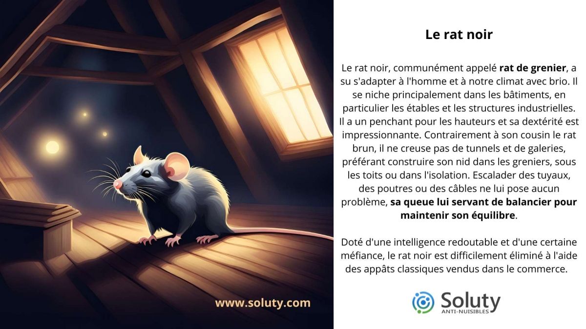  LE RAT NOIR