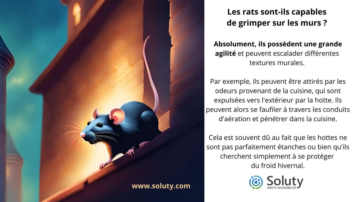 Les rats sont-ils capables de grimper sur les murs ?