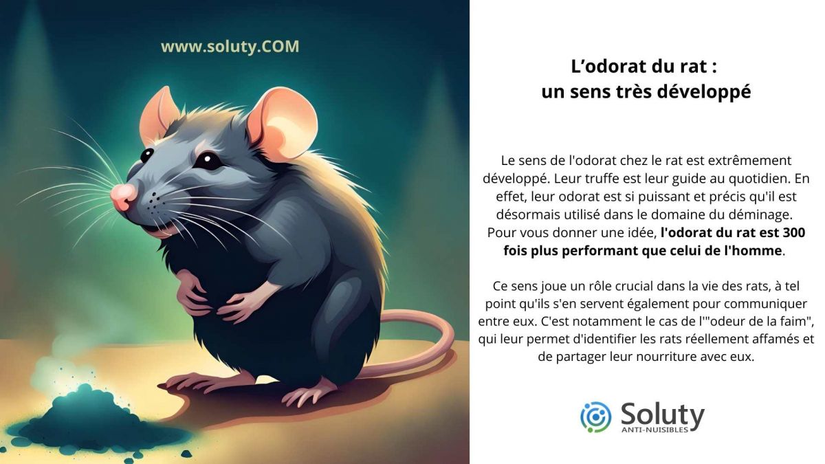 L’odorat du rat : un sens très développé