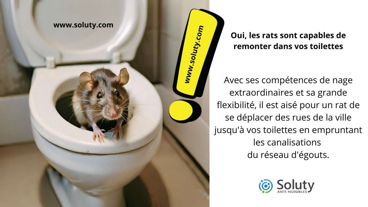 Oui, les rats sont capables de remonter dans vos toilettes…