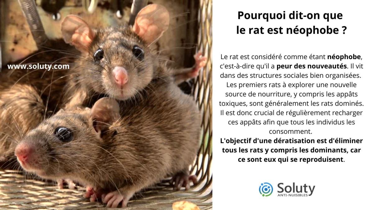 Pourquoi dit-on que le rat est néophobe ?