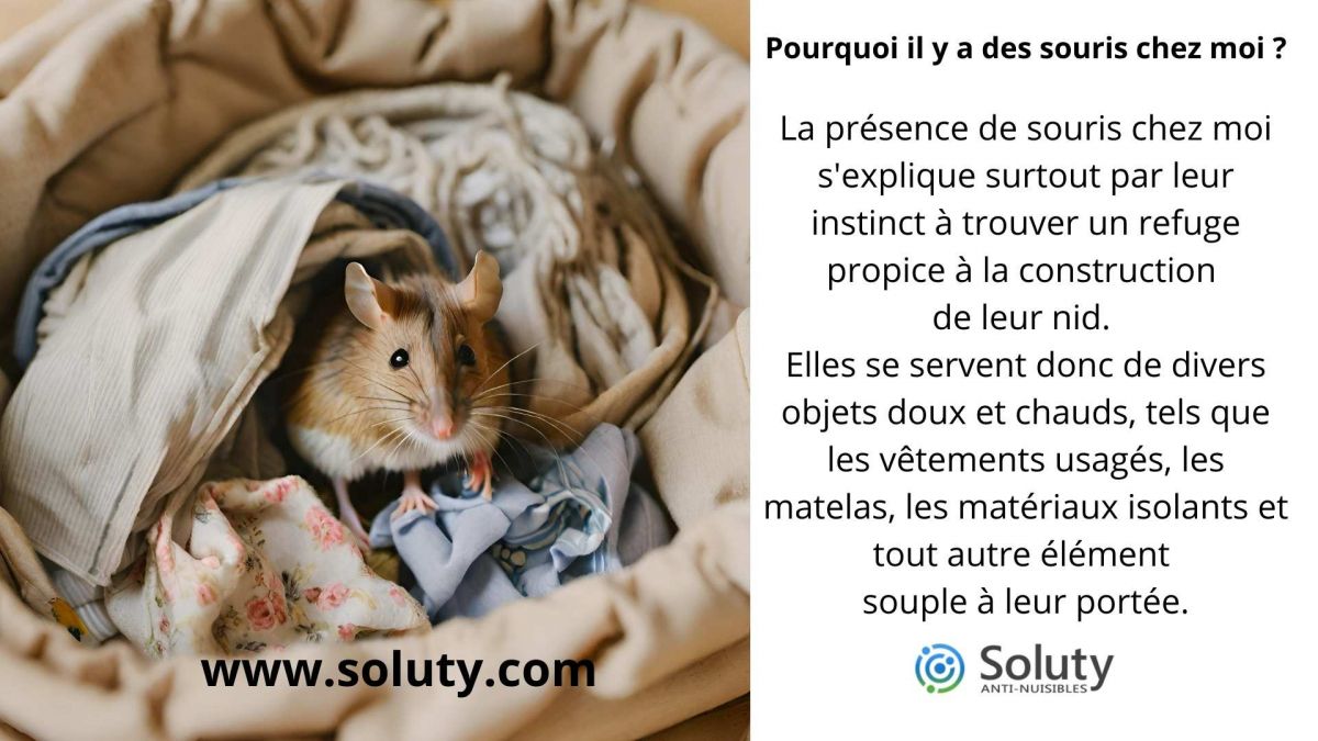 Pourquoi il y a des souris chez moi ?