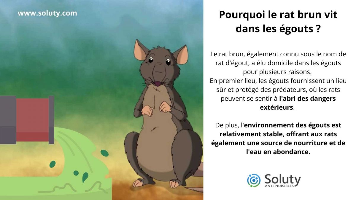 Pourquoi le rat brun vit dans les égouts  ?