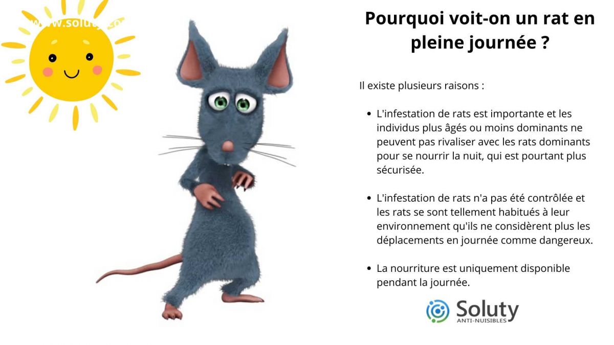 Pourquoi voit-on un rat en pleine journée ?