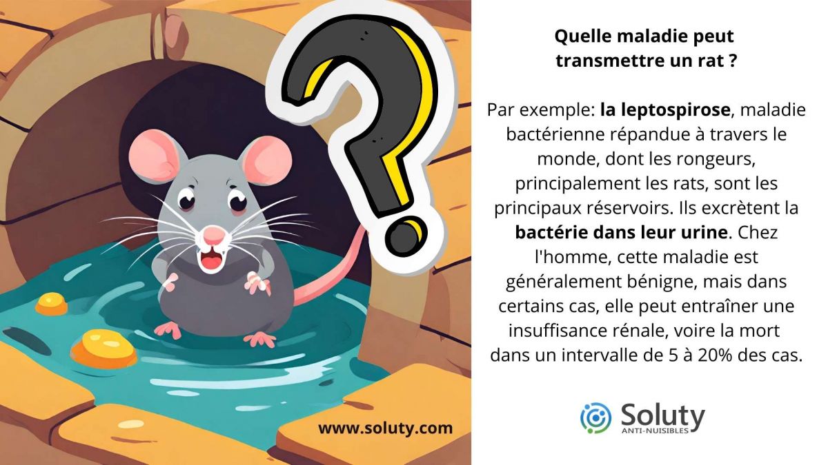 Quelle maladie peut  transmettre un rat ?
