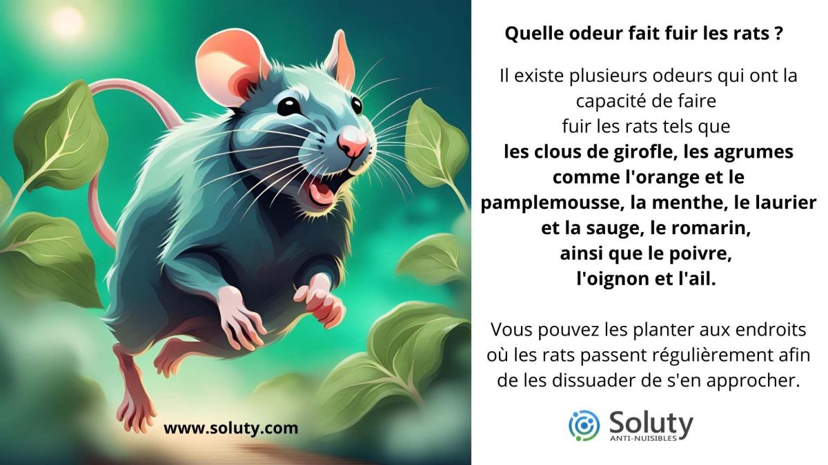 Rat mort et odeurs : que faire ?, EDN