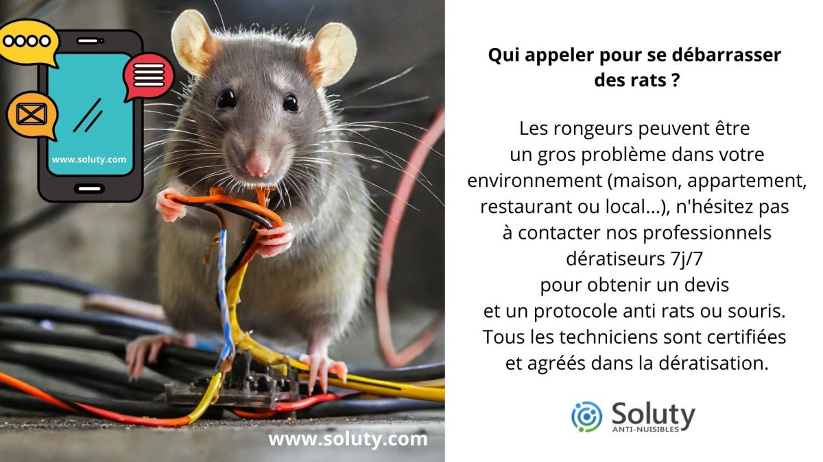 Les rats et les différents outils de lutte contre les rats