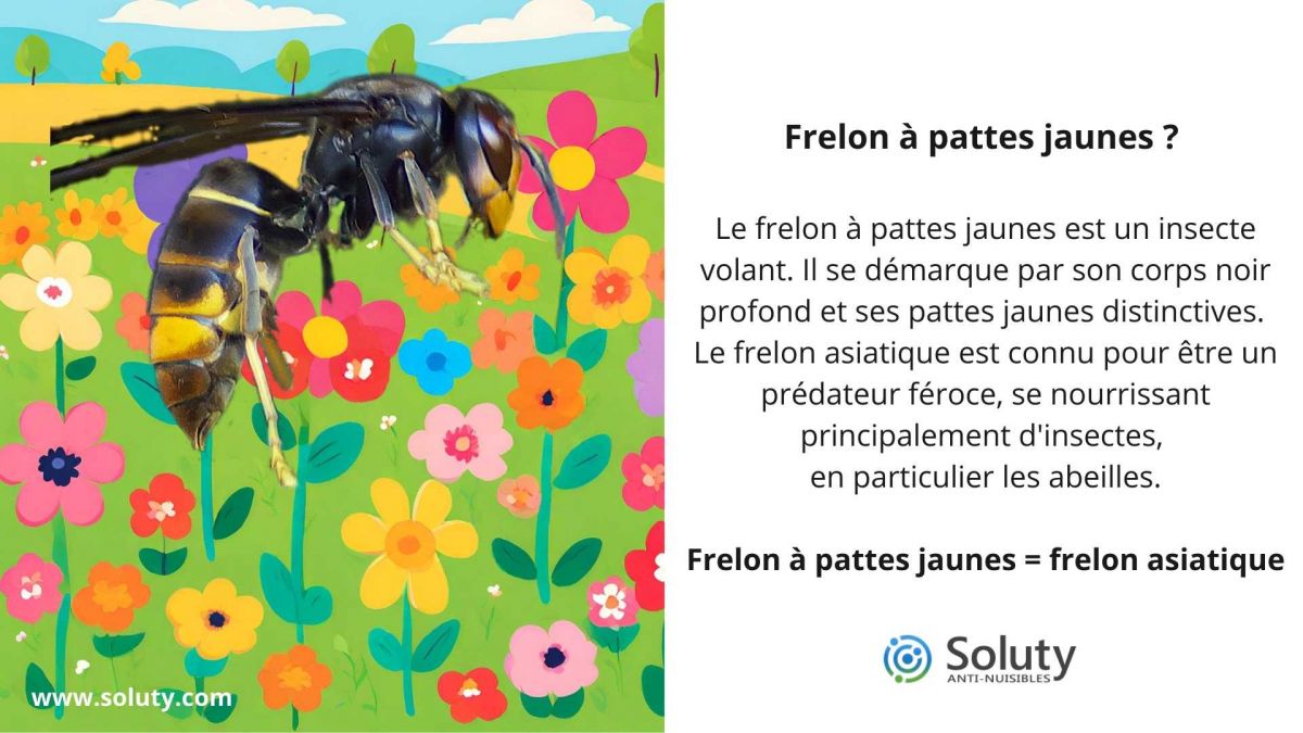 Frelon à pattes jaunes ? 