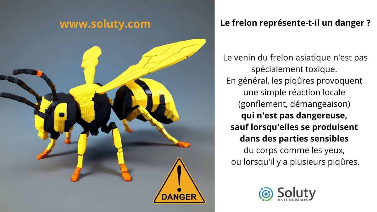 Le frelon représente-t-il un danger ?