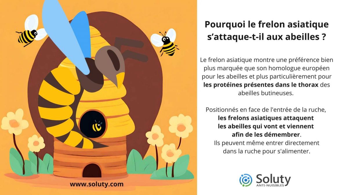 Pourquoi le frelon asiatique s’attaque-t-il aux abeilles ?