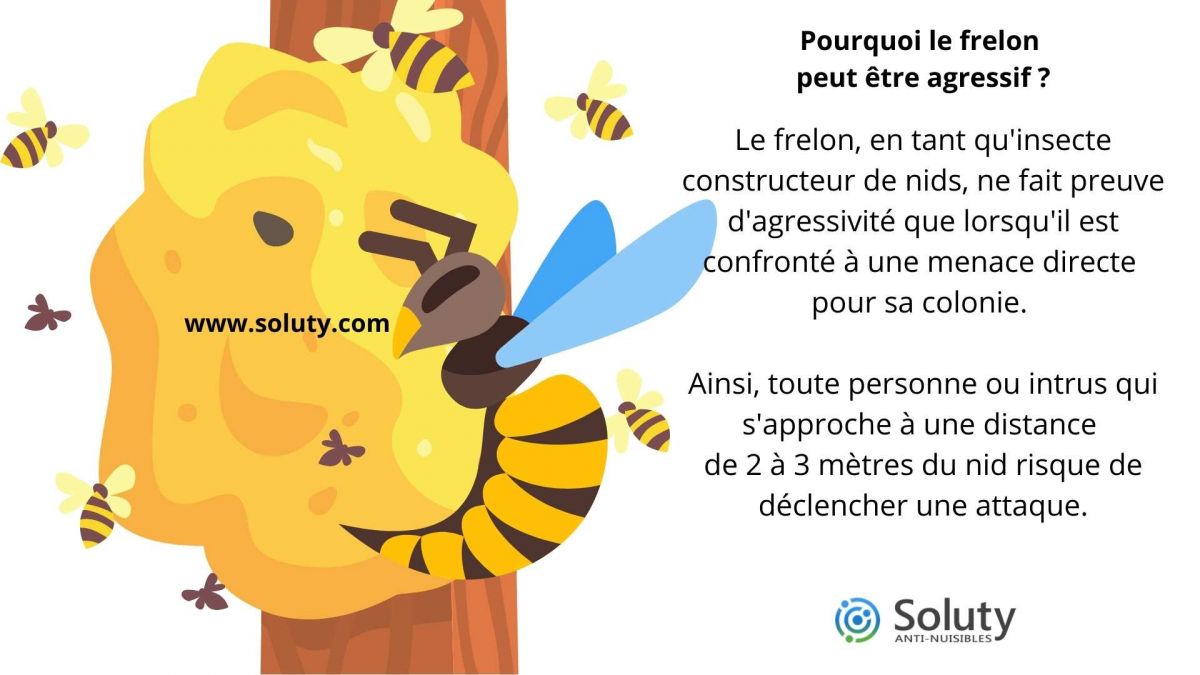 Pourquoi le frelon peut être agressif ?