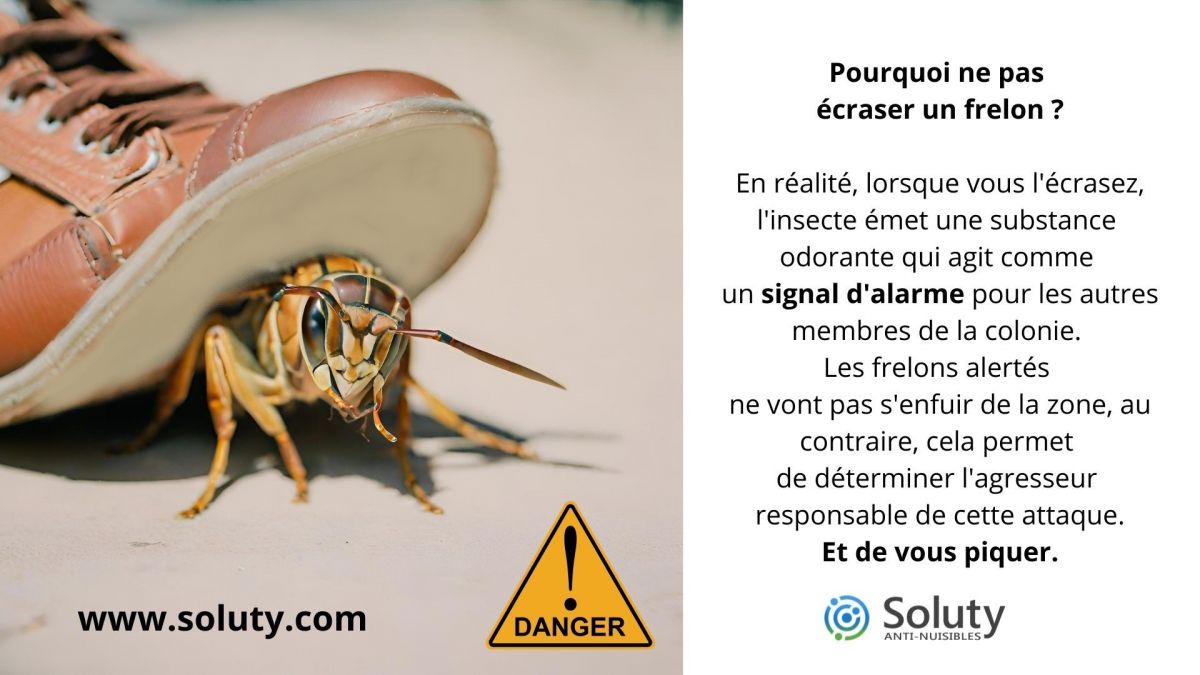 Pourquoi ne pas écraser un frelon ?