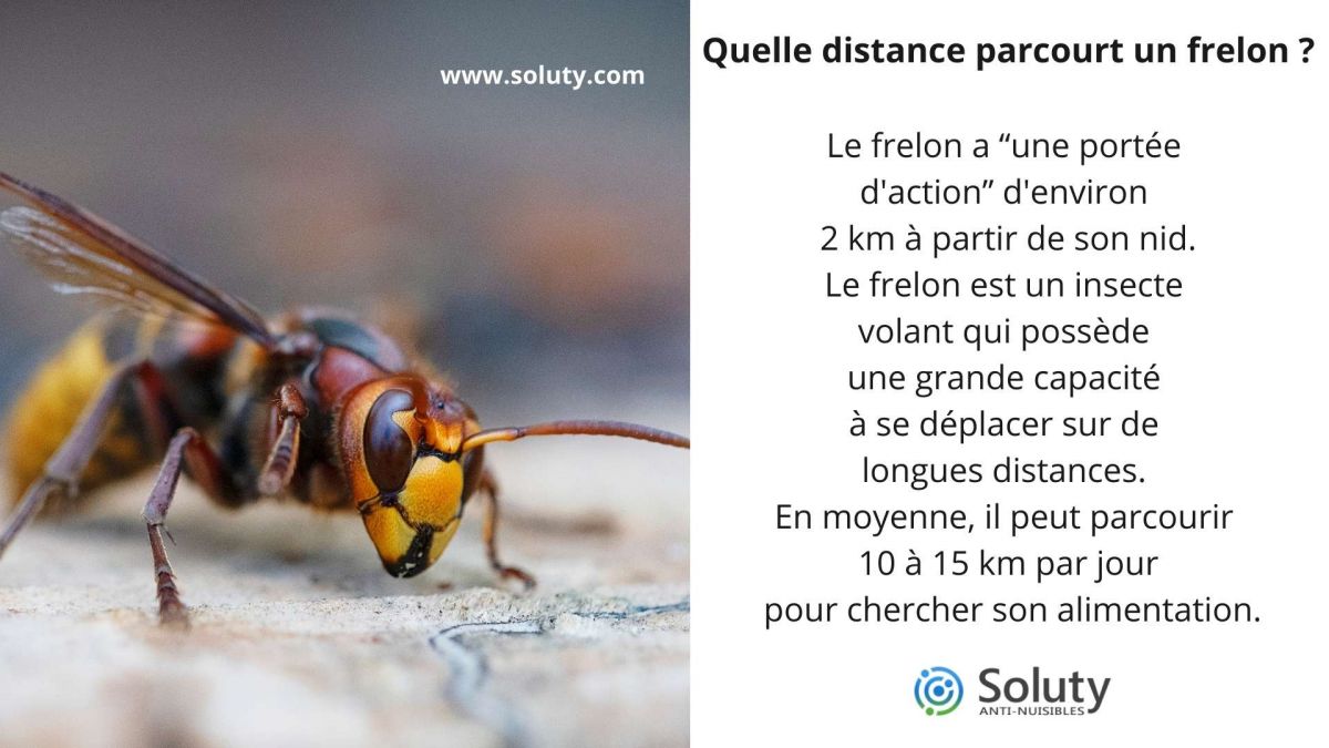 Quelle distance parcourt un frelon ?