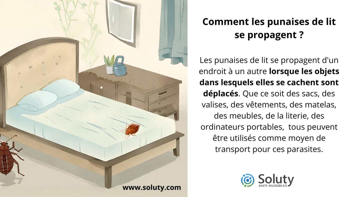 Comment les punaises de lit se propagent ?