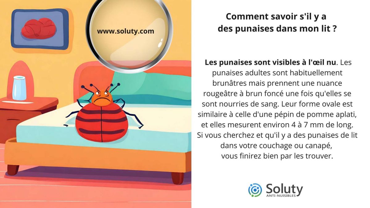 Comment savoir s'il y a des punaises dans mon lit ?