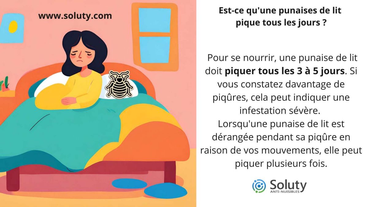 Est-ce qu'une punaises de lit pique tous les jours ?