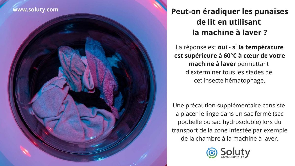 Peut-on éradiquer les punaises de lit en utilisant la machine à laver ?