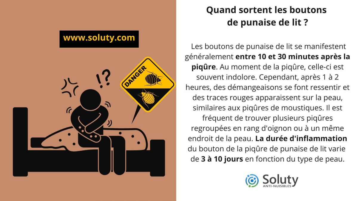 Quand sortent les boutons de punaise de lit ?