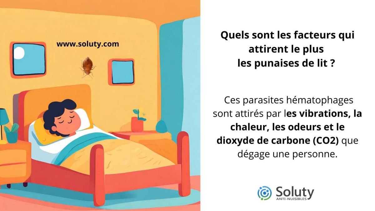 Quels sont les facteurs qui attirent le plus les punaises de lit ?