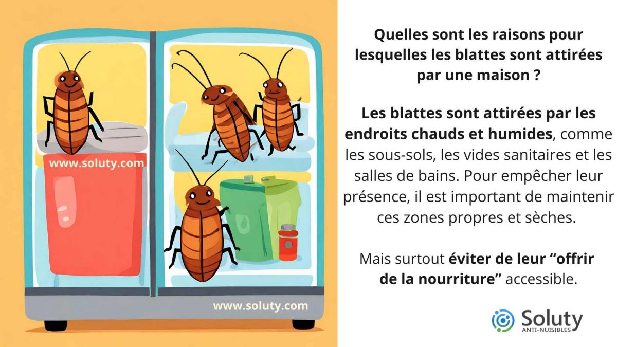 Quelles sont les raisons pour lesquelles les blattes sont attirées par une maison ?