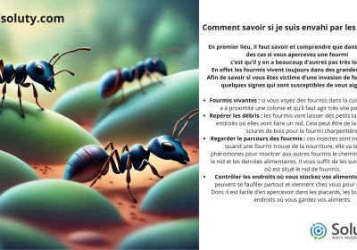 Comment savoir si je suis envahi par les fourmis