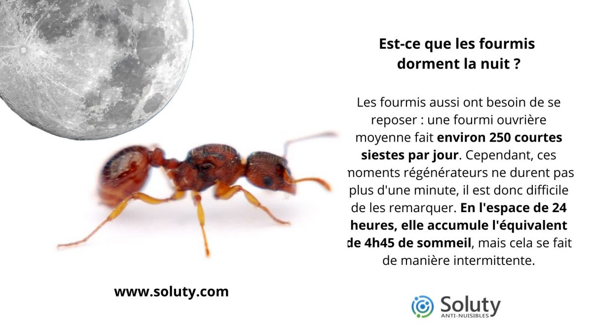 Est-ce que les fourmis dorment la nuit ?